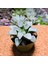 Haworthia Bayeri 8,5'lik Saksıda 2