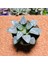 Haworthia Bayeri 8,5'lik Saksıda 3