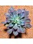 Echeveria Neon Breakers 8.5'lik Saksıda 1