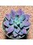 Sinocrassula Indica 5,5'lik Saksıda 1