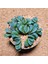Haworthia Kegani 8'lik Saksıda 1