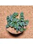 Haworthia Kegani 8'lik Saksıda 2