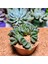 Haworthia Kegani 8'lik Saksıda 3
