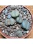 Lithops Taş Kaktüs 10.5'lik Saksıda 6 Adet 1