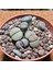 Lithops Taş Kaktüs 10.5'lik Saksıda 6 Adet 2