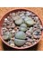 Lithops Taş Kaktüs 10.5'lik Saksıda 6 Adet 3