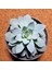 Echeveria 12'lik Saksıda 1