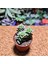 Crassula Perforata 5,5'lik Saksıda 2