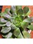 Aeonium Halloween 13'lük Saksıda 1
