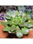 Aeonium Halloween 13'lük Saksıda 2