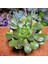 Aeonium Halloween 13'lük Saksıda 3