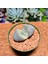 Pleiospilos Neli 8,5'lik Saksıda 2