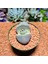 Pleiospilos Neli 8,5'lik Saksıda 3
