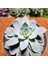 Echeveria 12'lik Saksıda 3