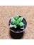 Crassula Spring 5,5'lik Saksıda 1