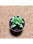 Crassula Spring 5,5'lik Saksıda 2