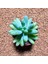 Sedum Pachyphyllum 5,5'lik Saksıda 1