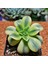 Aeonium Starburst 7'lik Saksı Özeltür 1