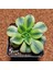 Aeonium Starburst 7'lik Saksı Özeltür 2