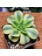 Aeonium Starburst 7'lik Saksı Özeltür 3