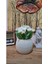 Orta Boy Yapay Papatya Saksıda, 20cm, Bej, Dekoratif Çiçek, Banyo ve Balkon Şıklığı 1