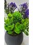 Mini Saksıda Canlı Çim Yeşili Bitki, Dekoratif ve Renkli 17 cm 3