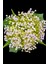 Mor yapay gelin buketi, gypsophila ve sarmaşık detaylı, 31-45 cm, demet çiçek. 2