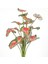 Tekno Trust Yapay Bitki Caladium-Kaladyum Demet Gerçek Dokulu 18 Yaprak 46 Cm. 1
