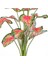 Tekno Trust Yapay Bitki Caladium-Kaladyum Demet Gerçek Dokulu 18 Yaprak 46 Cm. 2