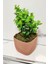 Mini yapay şimşir bitki, taşlı yosun dekor, 16 cm, pembe, masa ve banyo dekoru 4