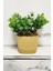 Mini Yapay Saksı Bitki, Şimşir, Taş Yosun, 16 cm, Sarı, 11-30 cm, Dekor, Banyo, Mutfak 3