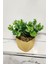 Mini Yapay Saksı Bitki, Şimşir, Taş Yosun, 16 cm, Sarı, 11-30 cm, Dekor, Banyo, Mutfak 4