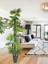 Tekno Trust Yapay Ağaç Yelpaze Palmiye 5katlı Fanpalm 40 Yaprak 180*65cm 3
