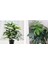Tekno Trust Yapay Çiçek Demet Şeflera Bitkisi 18dal 75cm Salon Çiçeği Yapay Bitki Pachira Macrocarpa 3