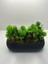 Tekno Trust Uzun Gri Saksıda Yapay Çiçek Yeşil Iğneli Çam Demeti Dekoratif Mutfak Banyo Masa Çiçeği 21x9x7 Cm 2