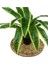 Yapay Çiçek Masengena Sansevieria 12 Dal 40*50CM Salon Çiçeği Plastik Siyah Saksılı Yapay Bitki 3