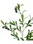 Tekno Trust Yapay Zeytin Dalı Uzun Dallı 90CM 4 Meyveli 3
