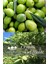 2 Çeşit Karışık Meyve Fidanı Zeytin ve Badem 1