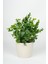 Beyaz Saksıda Yapay Baby Okaliptus, Şık ve Doğal Görünüm 1