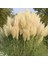 PAMPAS OTU - SAZ PÜSKÜLÜ 2