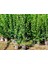 Ligustrum Kurtbağrı 5 Adet 100-120 cm - Çit Bitkisi (Büyük Boy) 2