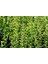 Ligustrum Kurtbağrı 5 Adet 100-120 cm - Çit Bitkisi (Büyük Boy) 3