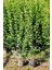 Ligustrum Kurtbağrı 5 Adet 100-120 cm - Çit Bitkisi (Büyük Boy) 4