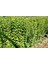 Ligustrum Kurtbağrı 5 Adet 100-120 cm - Çit Bitkisi (Büyük Boy) 5