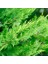 Leylandi ( Cupressocyparis Leylandii ) 80-100CM 1