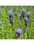 Fransız Lavanta Fidesi 'lavandula Dentata' 10 Adet 1