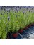 Fransız Lavanta Fidesi 'lavandula Dentata' 10 Adet 2