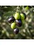 5 Adet Gemlik Trilye Sofralık Zeytin Fidanı *2 Yaş* 1