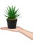 3’lü Set Siyah Mini Plastik Saksıda Yapay Kokina, Aloe Vera ve Nar Çiçeği 3