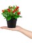 3’lü Set Siyah Mini Plastik Saksıda Yapay Kokina, Aloe Vera ve Nar Çiçeği 4
